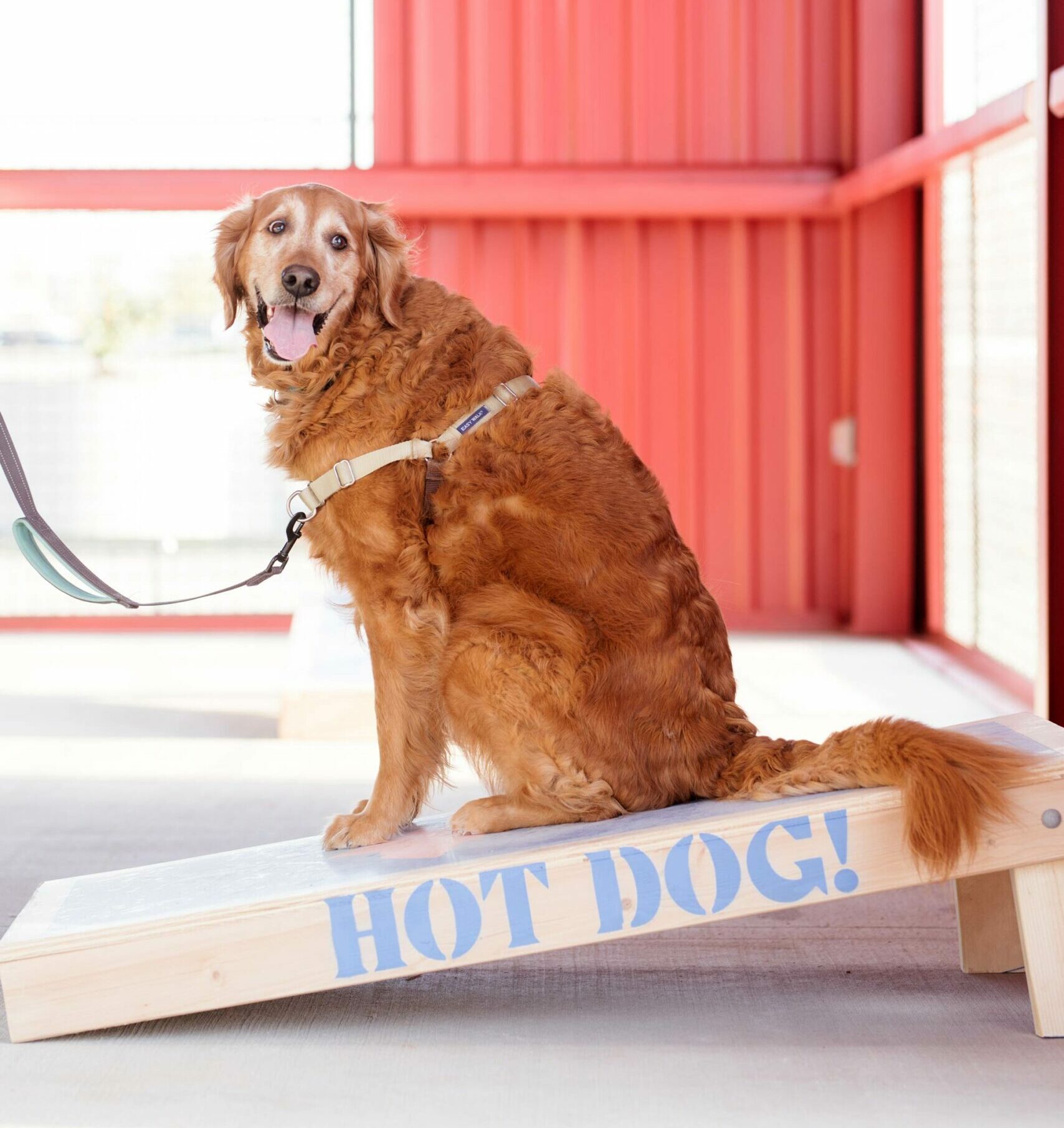 Dog on Game Board